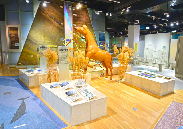 指宿市考古博物館 時遊館COCCOはしむれの写真