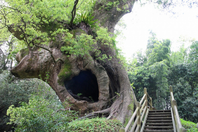 塚崎の大楠の写真