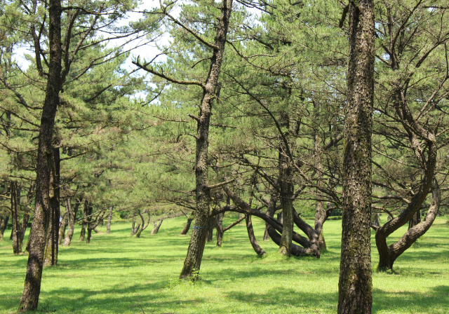 日南海岸国定公園 くにの松原の写真